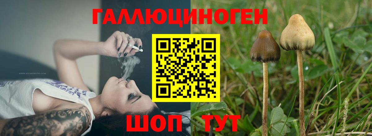 Галлюциногенные грибы прущие грибы Кандалакша